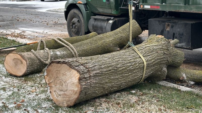 Contact About Tree Relocation