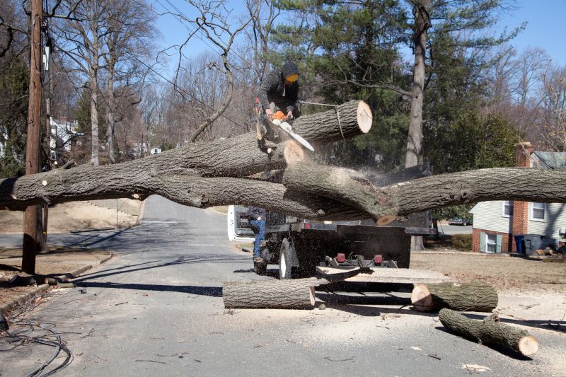 Tree Relocation Services for Your Landscape