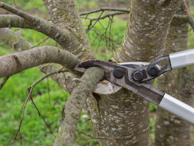 Birch Tree Pruning in San Jose, CA