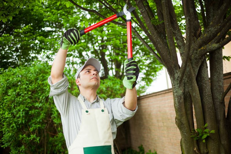 Pear Tree Pruning in Doylestown, PA