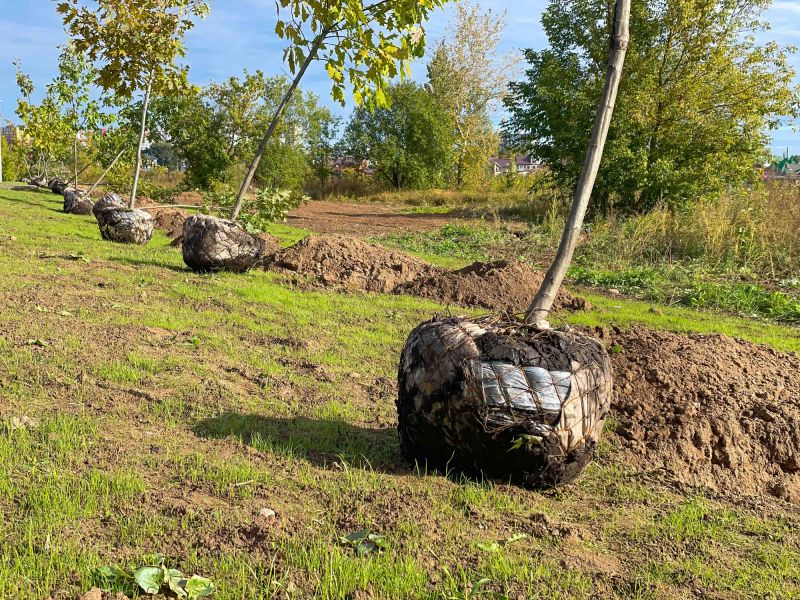 Tree Root Preparation