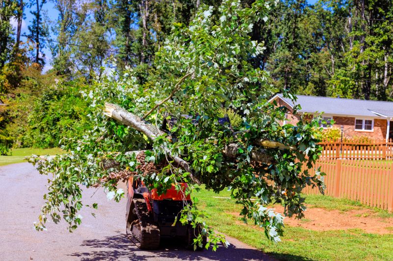 Tree Relocation