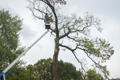 Tree Relocation